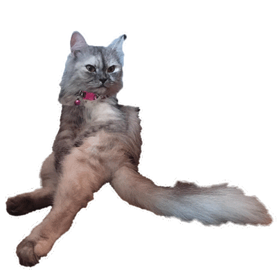 Meow Meow Cat Sticker