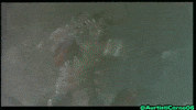 Toho GIF
