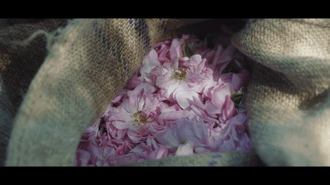 rose dior GIF