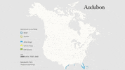 sandwich tern GIF by audubon