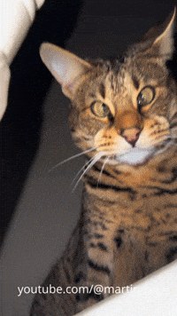 martinjdye cat oops bonk funny cat GIF