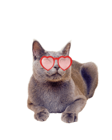 Cats Kitty Sticker