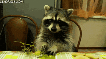 raccoon grapes GIF