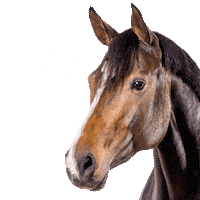 Horse Dogfood Sticker by Vitalstyle