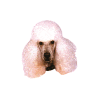 Italian Food Sticker by Big Mamma group