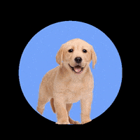 Bazoeki dog puppy dogs pup GIF