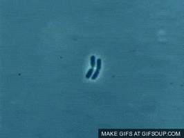 bacteria GIF