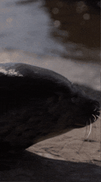 They See Me Rollin GIF by Valley Zoo Development Society