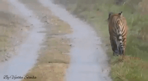 cuteanimalland giphyupload GIF