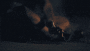Sam Harris Party GIF by X Ambassadors