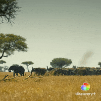 Elephant March GIF by Discovery