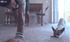 Dog Copying GIF