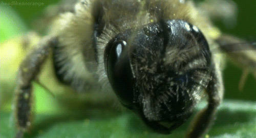 bee insect GIF by Head Like an Orange