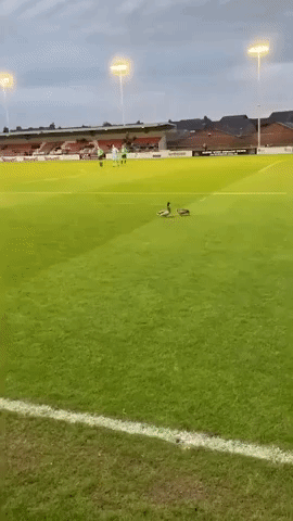 Soccer Player Chases Ducks Off Field During Cup Final