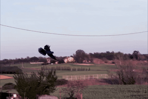 feelo giphyupload birdwatching GIF