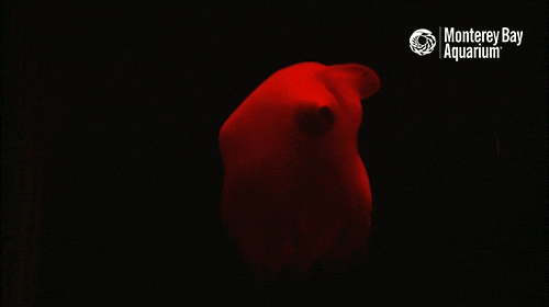 deep sea squee GIF by Monterey Bay Aquarium