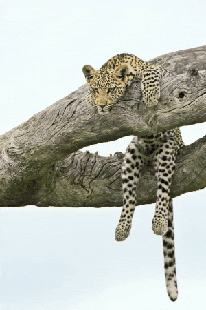 anthonyblumberg0 giphygifmaker giphyattribution GIF