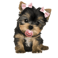 dog baby Sticker by MISO PUP