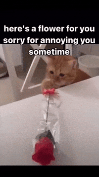 Sorry Cat GIF