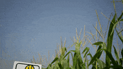 agreliant corn agrigold GIF