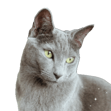 Cat Not Judging Sticker