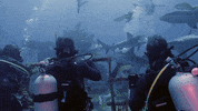 Discovery GIF by Shark Week