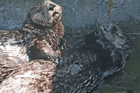 Sleepy Otter GIF by Marine Mammal Rescue