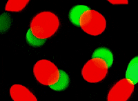Burst Generator GIF by The Chemical Brothers