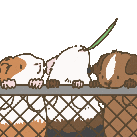 Licht Guineapig Sticker