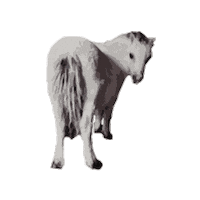 Whateverittakes Sticker by WIT Equestrian Clothing Co.