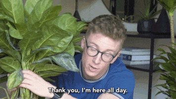 tyleroakley flower youtube house plant GIF
