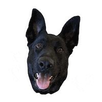 German Shepherd Love Sticker