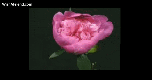 Good Morning Shine GIF by wishafriend
