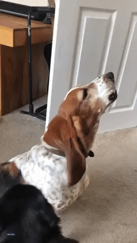 Vocally Challenged Pug Struggles to Howl Along With Hound Friends