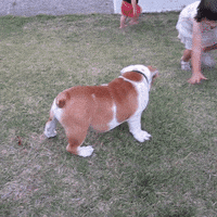 dog girl GIF by America's Funniest Home Videos