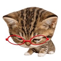 Sad Cat GIF