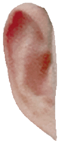 moztech moztech 墨子科技 墨子拼圖 Sticker