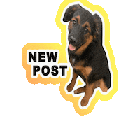 New Post Dogs Sticker by Milagency