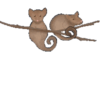 Possum Sticker