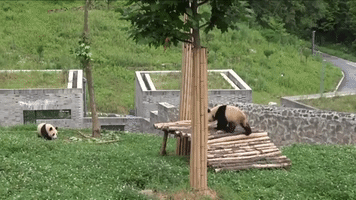 Naughty Panda Tries to Play With Its Lazy Friend