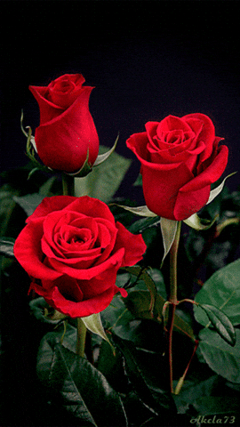 Video gif. Three long-stemmed red roses, bowing ever so slightly in the breeze.