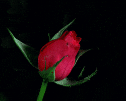 Video gif. Time lapse of a rose slowly blooming.