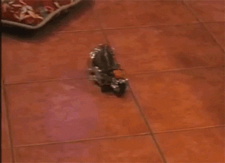 Frog Spinning GIF by AFV Pets