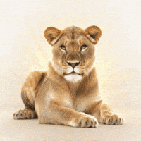 Hear Me Roar Strong Woman GIF