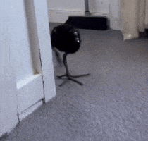 Charcoal Steppa GIF
