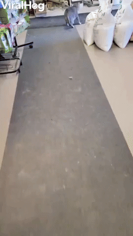 What the Cat Dragged In