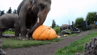 'Squishing of the Squash': Elephants Smash Giant Pumpkins in Annual Oregon Zoo Ritual