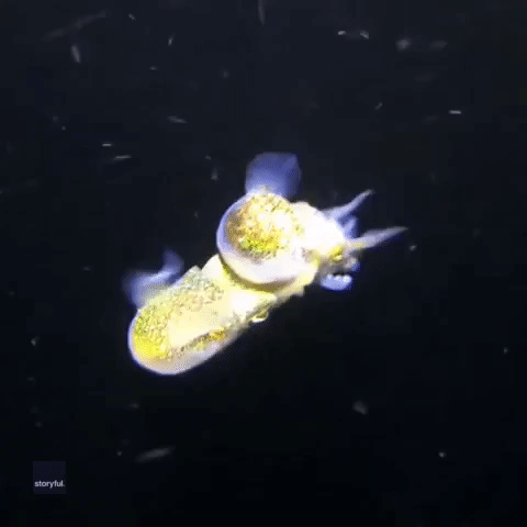 Underwater Love: Diver Spots Bobtail Squids Mating