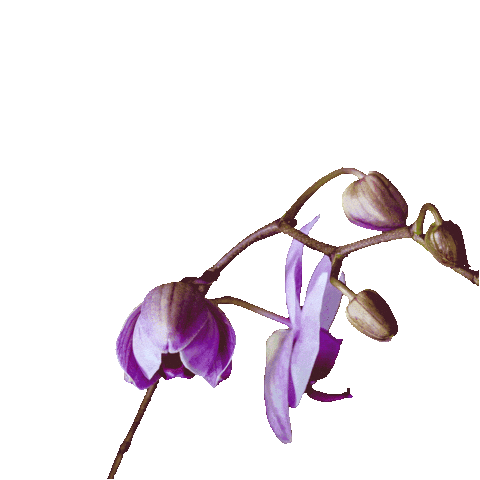 Flower Sticker by Ted Baker
