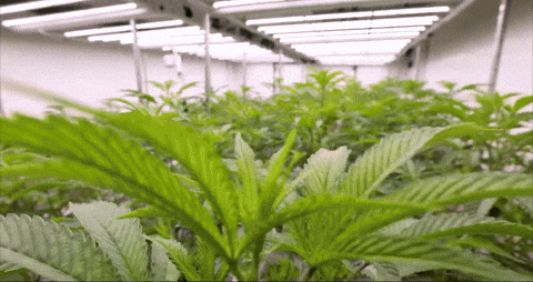 Bloom Andrew GIF by Exclusive Brands